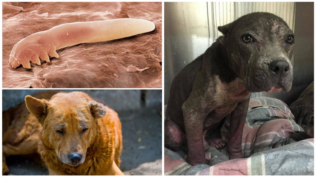 Symptomer, behandling og fotos af demodikose hos hunde
