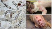 Köpeklerde Demodex