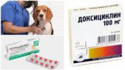 Ehrlichiose behandeling bij honden