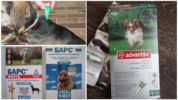 Köpek keneleri