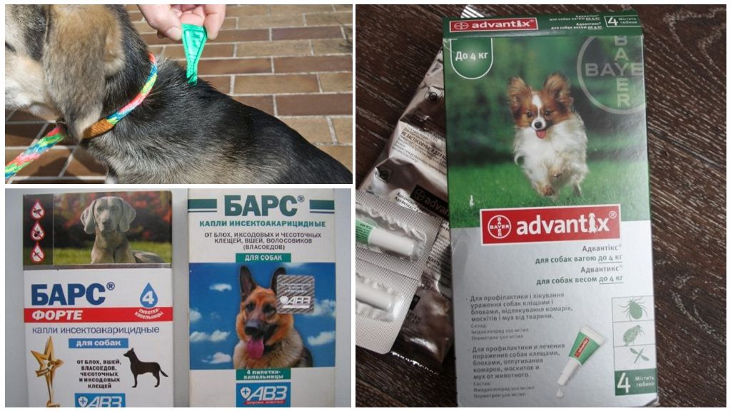 Hvordan man behandler en hund mod flåter
