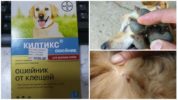 Ang kiltiks na kwelyo para sa mga aso mula sa mga pulgas at ticks