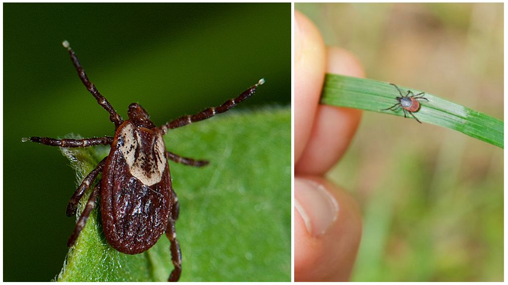 Bakit kailangan ang mga ticks sa kalikasan: papel at praktikal na kabuluhan