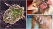 Köpeklerde notoedroz