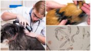 Suņu demodikozes diagnostika