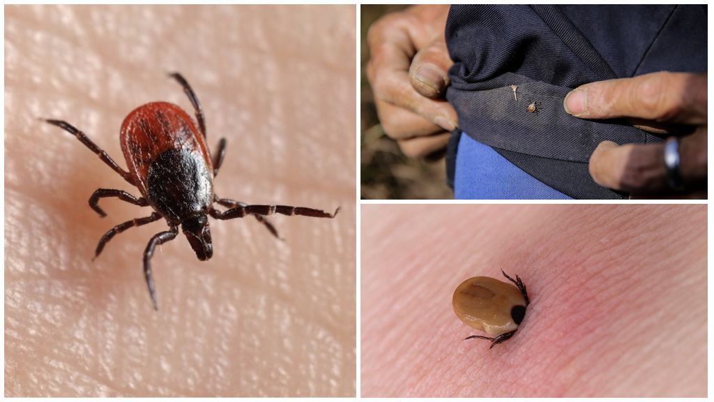 Pag-iingat ng ticks: impormasyon para sa mga magulang sa kindergarten
