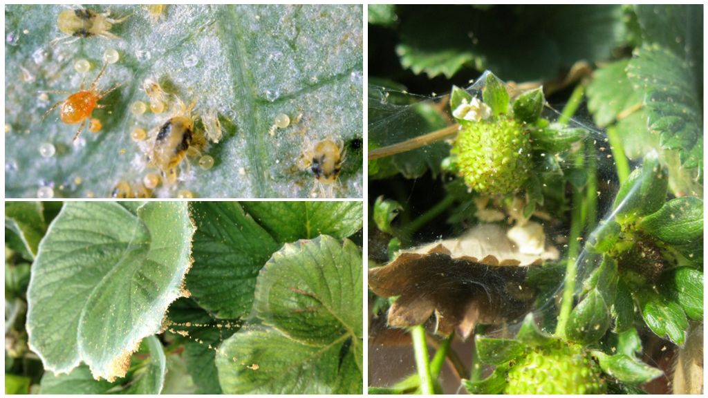 Mga pamamaraan ng paglaban sa mga spider mites sa mga strawberry at strawberry
