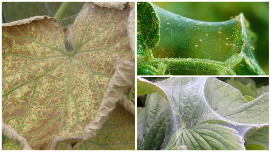 Paano at kung paano haharapin ang isang spider mite sa mga pipino