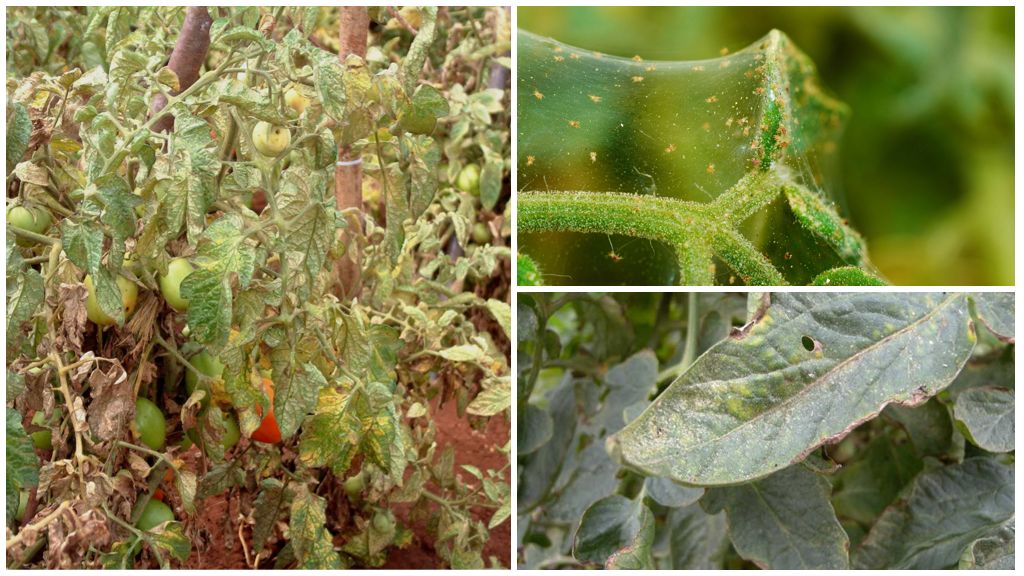 Ang mga panukala sa control ng spider mite sa mga kamatis