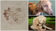 Sarcoptes scabiei köpeklerde