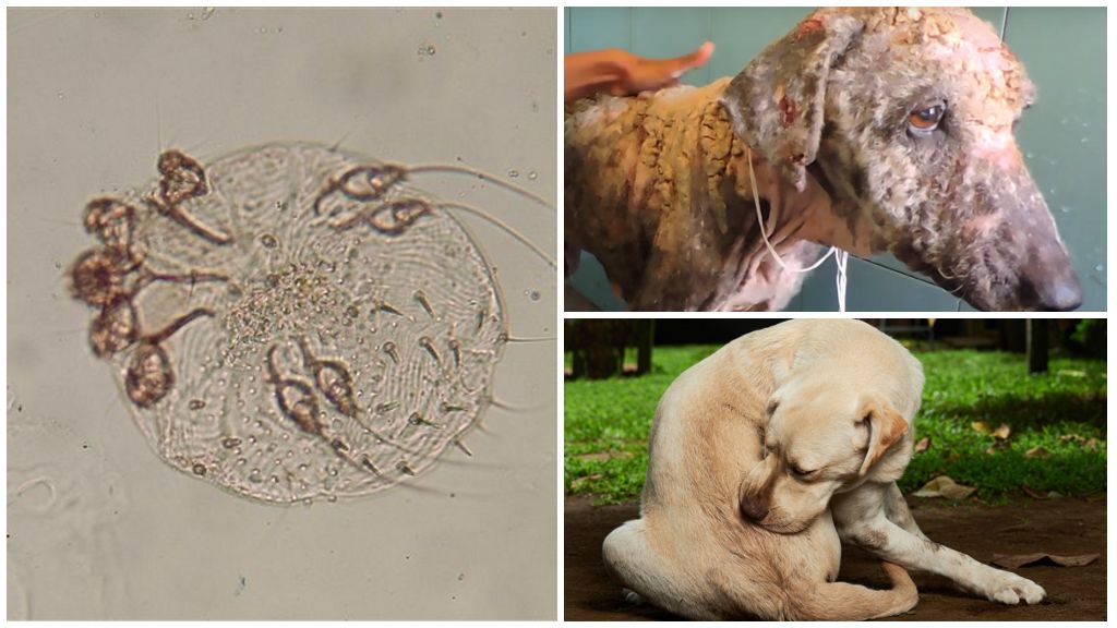 Symptomer og behandling af subkutan tick hos hunde