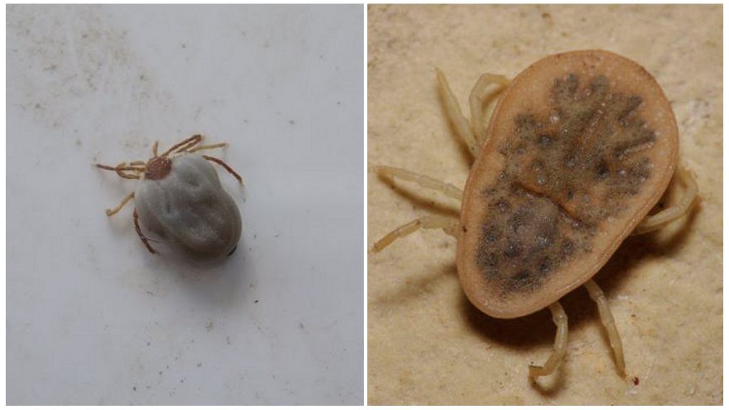 Anong kulay ang ticks: kulay abo, dilaw, beige at iba pa