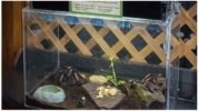 Aquarium para sa mga ipis