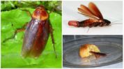 American ipis