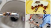 Mancanza di cibo e acqua per gli scarafaggi