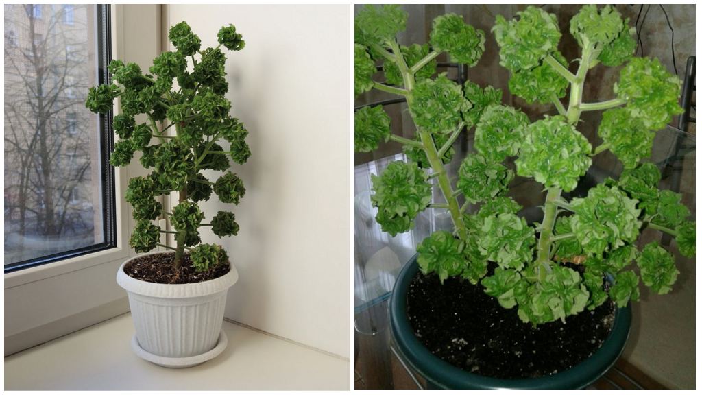 Krøllede pelargonier mod kakerlakker