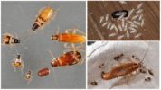 Larva ng ipis