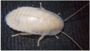 Larva