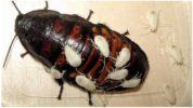 Larvae
