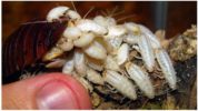 Larvae