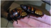 Madagascar ipis