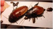 Madagascar ipis