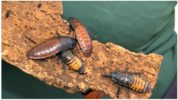 Madagascar ipis