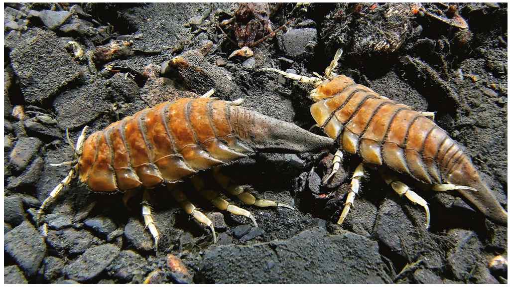 Scarafaggi marini