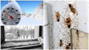 Bassa temperatura e scarafaggi