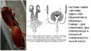 Ang reproductive system ng ipis