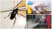 Disinfestazione professionale