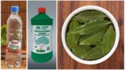 Mga remedyo ng katutubong para sa mga ipis