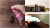 Rimedi speciali per gli scarafaggi