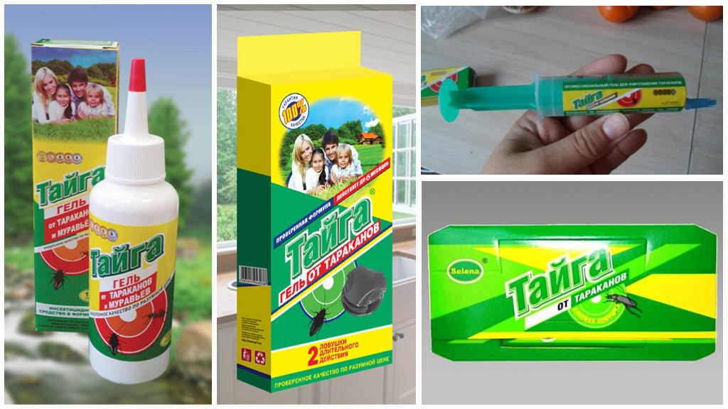 Taiga Remedies para sa mga ipis