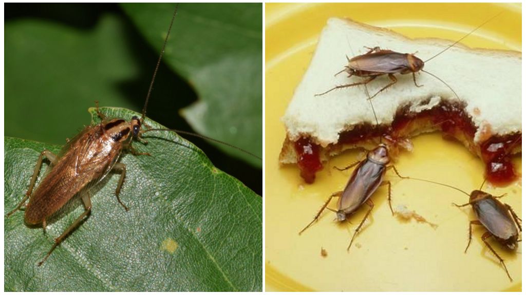 Gli scarafaggi sono utili in natura ea casa