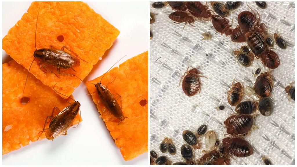 Kakerlakker og bedbugs