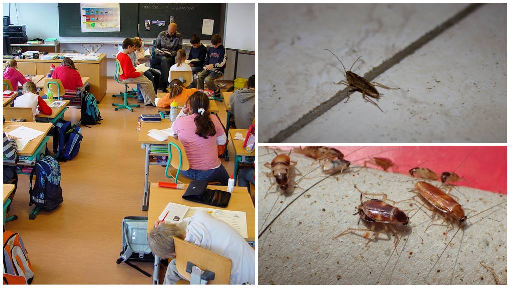 Dove andare se gli scarafaggi della scuola