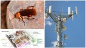 Radiazioni elettromagnetiche e scarafaggi