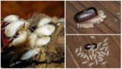 Mga itlog at Larvae ng mga ipis