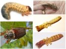 Mga larvae ng Beetle at bear