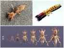 Larvae ng oso